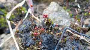 Bryum moss(Bryum coronatum)