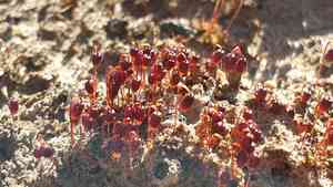 Bryum moss(Bryum coronatum)