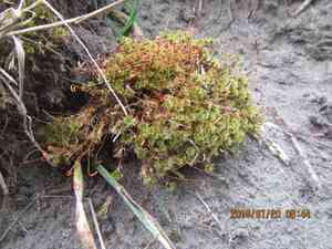 Bryum truncorum(Bryum truncorum)