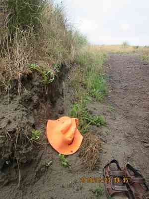 Bryum truncorum(Bryum truncorum)