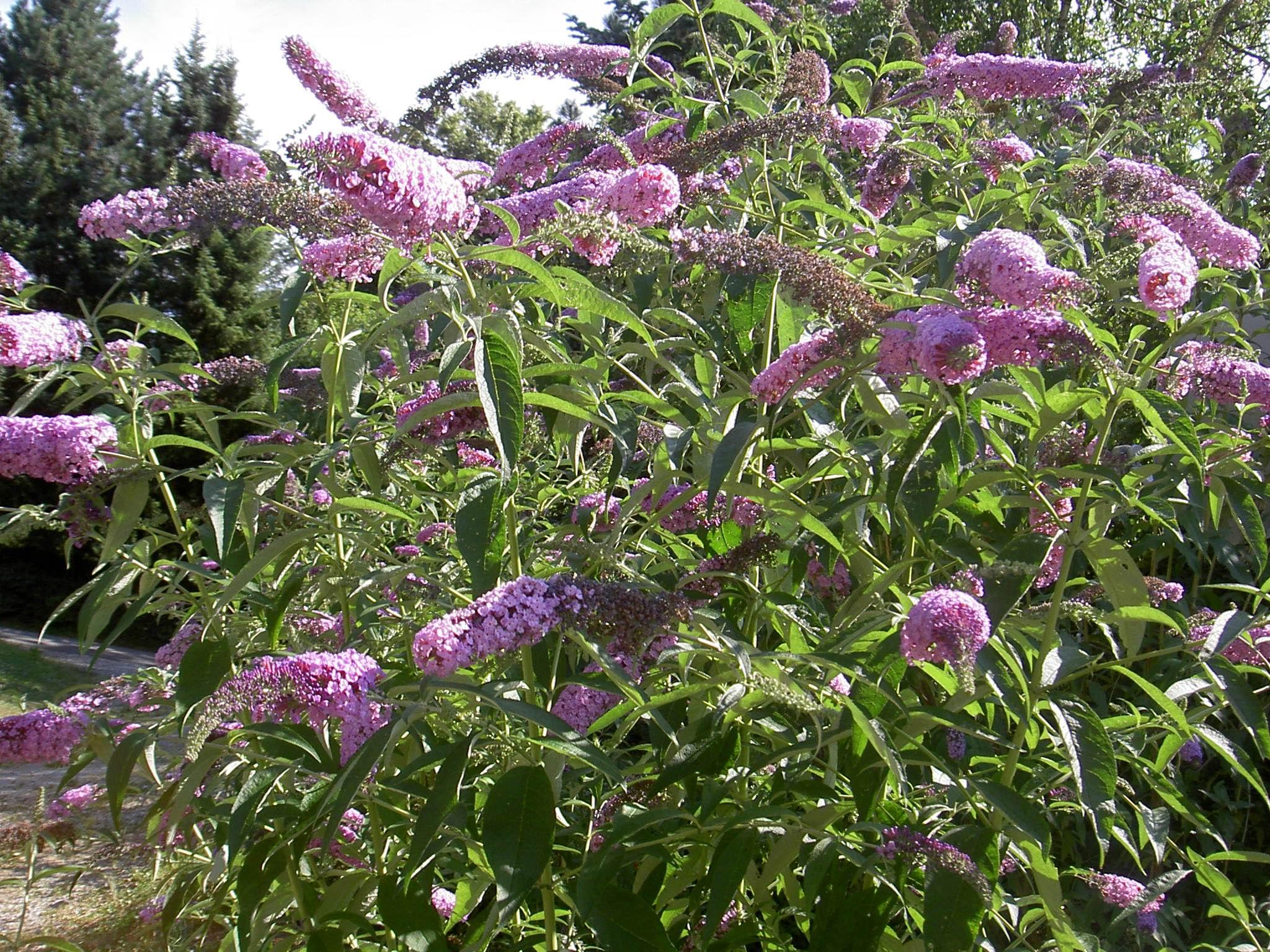 Butterfly bush
