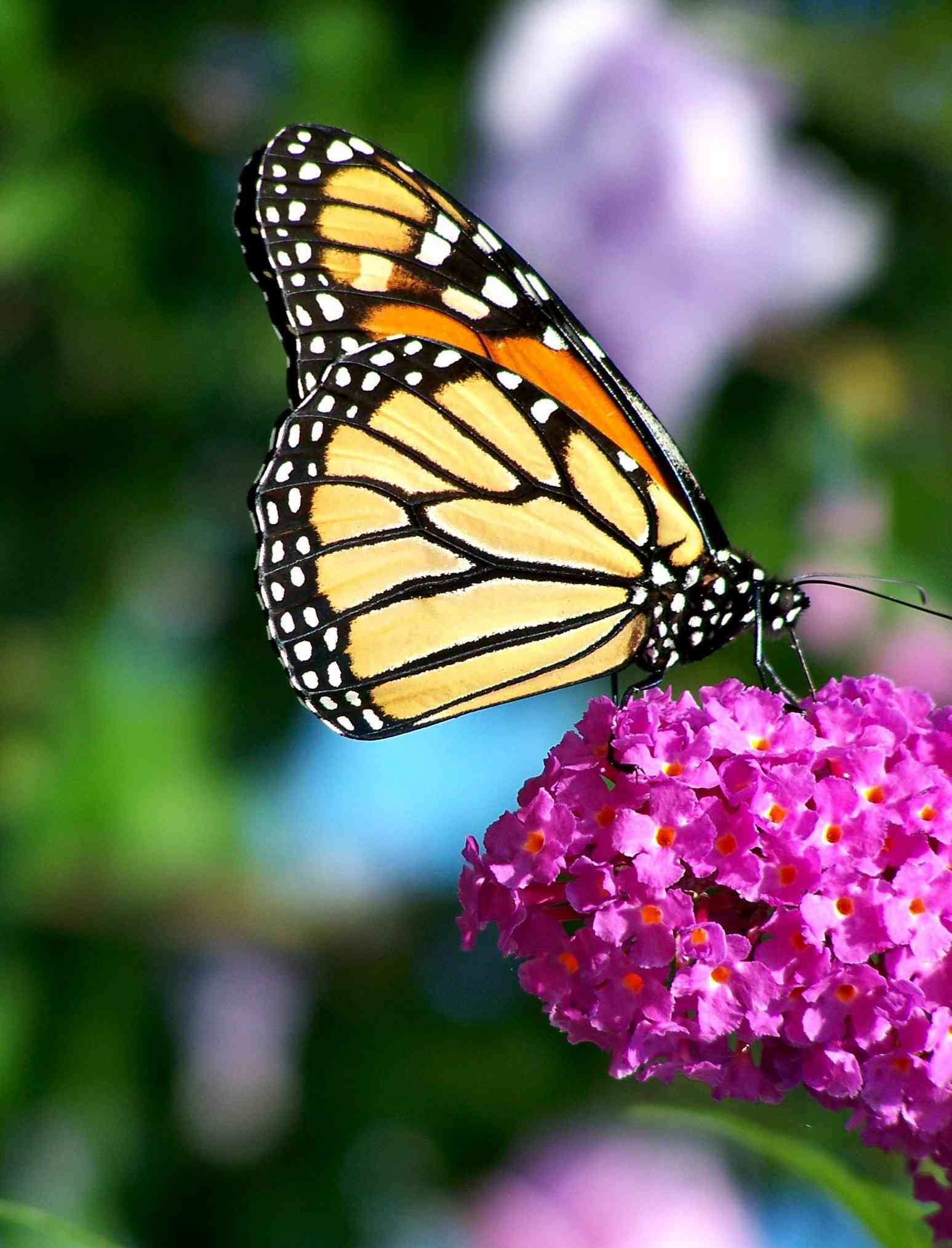 Butterfly bush(Buddleja davidii)