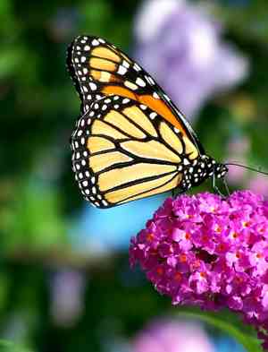 Butterfly bush(Buddleja davidii)