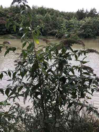 Butterfly bush(Buddleja davidii)