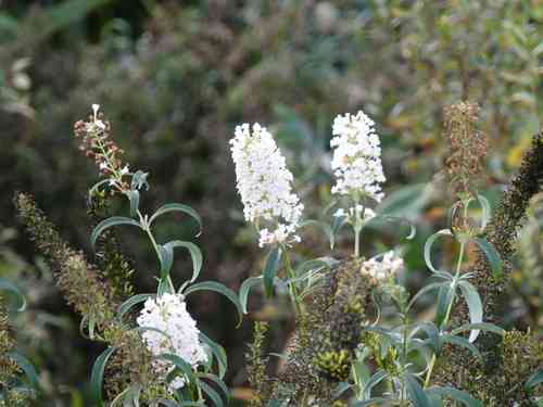 Butterfly bush(Buddleja davidii)