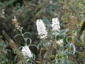 Butterfly bush(Buddleja davidii)