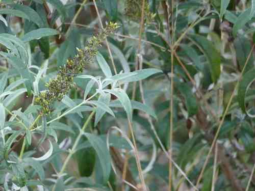 Butterfly bush(Buddleja davidii)