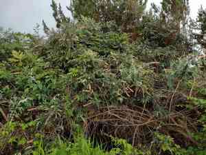Smokebush(Buddleja madagascariensis)