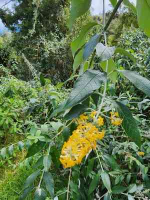 Smokebush(Buddleja madagascariensis)