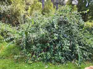 Smokebush(Buddleja madagascariensis)