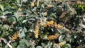 Smokebush(Buddleja madagascariensis)