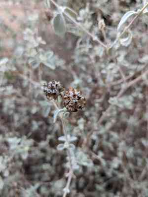 Woolly butterflybush(Buddleja marrubiifolia)