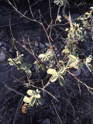 Woolly butterflybush(Buddleja marrubiifolia)