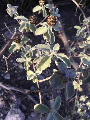 Woolly butterflybush(Buddleja marrubiifolia)
