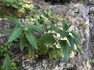 Wand butterfly bush(Buddleja racemosa)