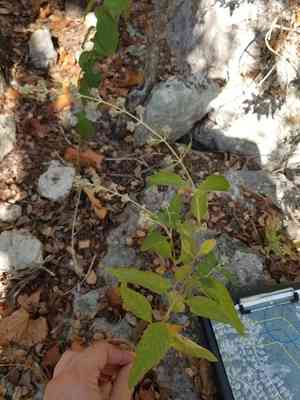 Wand butterfly bush(Buddleja racemosa)