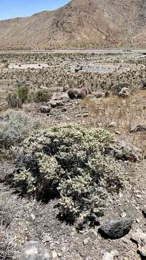 Utah butterfly-bush(Buddleja utahensis)