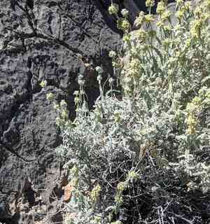 Utah butterfly-bush(Buddleja utahensis)