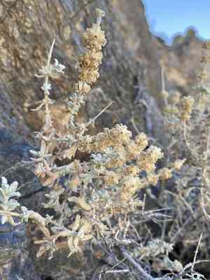 Utah butterfly-bush(Buddleja utahensis)
