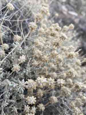 Utah butterfly-bush(Buddleja utahensis)