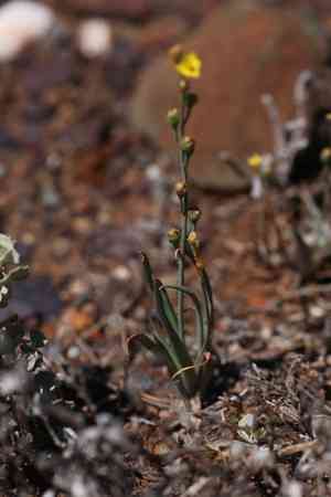 Leek lily(Bulbine semibarbata)