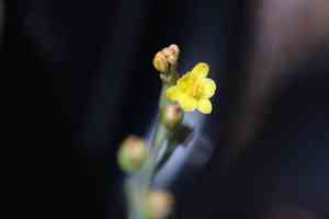 Leek lily(Bulbine semibarbata)