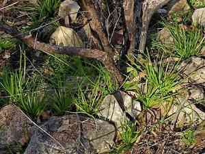 Leek lily(Bulbine semibarbata)