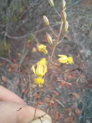 Bulb-shaped tuber (Bulbine)(Bulbine)