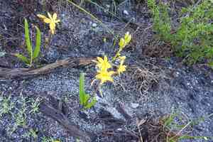 Bulb-shaped tuber (Bulbine)(Bulbine)
