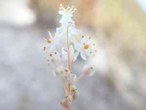 Bulbinella trinervis(Bulbinella trinervis)