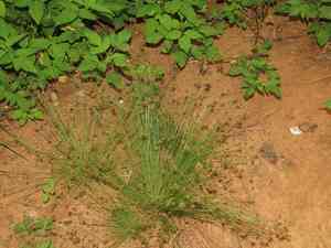 Old world hairsedge(Bulbostylis barbata)