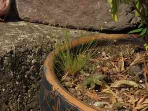 Old world hairsedge(Bulbostylis barbata)