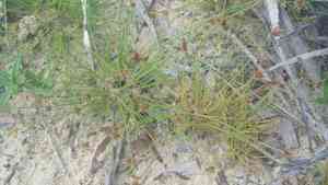 Old world hairsedge(Bulbostylis barbata)
