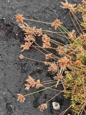Old world hairsedge(Bulbostylis barbata)