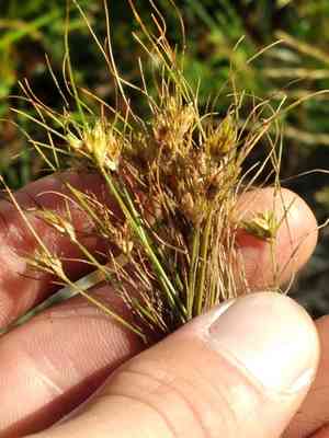 Sandy field hairsedge(Bulbostylis stenophylla)