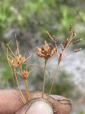 Sandy field hairsedge(Bulbostylis stenophylla)