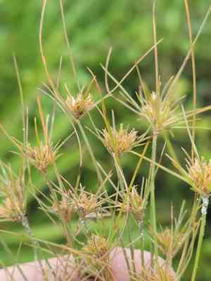 Sandy field hairsedge(Bulbostylis stenophylla)
