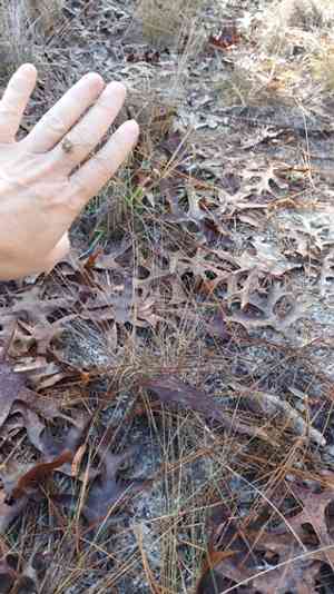 Sandy field hairsedge(Bulbostylis stenophylla)