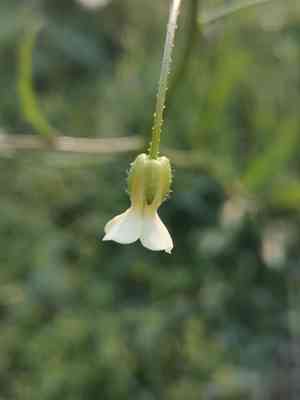 Crested wartycabbage(Bunias erucago)