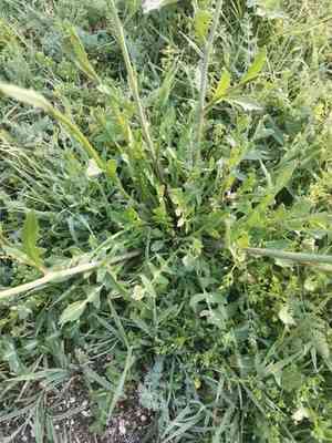 Crested wartycabbage(Bunias erucago)