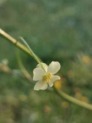 Crested wartycabbage(Bunias erucago)