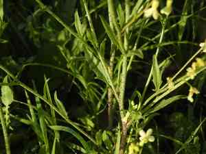 Crested wartycabbage(Bunias erucago)