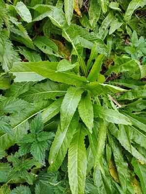 Turkish wartycabbage(Bunias orientalis)