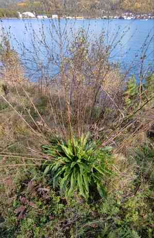 Turkish wartycabbage(Bunias orientalis)