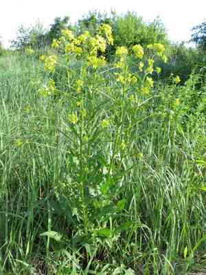 Turkish wartycabbage(Bunias orientalis)