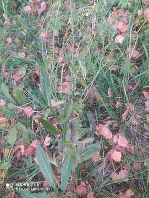 Turkish wartycabbage(Bunias orientalis)
