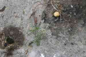 Earth-nut(Bunium bulbocastanum)