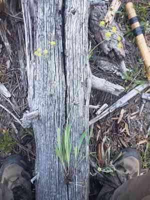 American thorow wax(Bupleurum americanum)