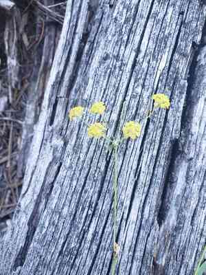American thorow wax(Bupleurum americanum)