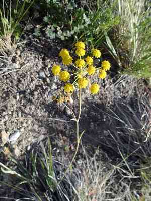 American thorow wax(Bupleurum americanum)
